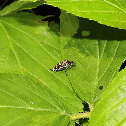 Hoshihananomia octopunctata At a mixed forest edge.
 Geotagged,Hoshihananomia octopunctata,Summer,United States