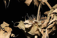 Green Lacewing Eggs (Family Chrysopidae) Dozens of these eggs were all over dried herbs from my garden (these were on Monarda citriodora).<br />
https://www.jungledragon.com/image/117317/green_lacewing_egg_family_chrysopidae.html<br />
https://www.jungledragon.com/image/117316/green_lacewing_eggs_family_chrysopidae.html Geotagged,Summer,United States