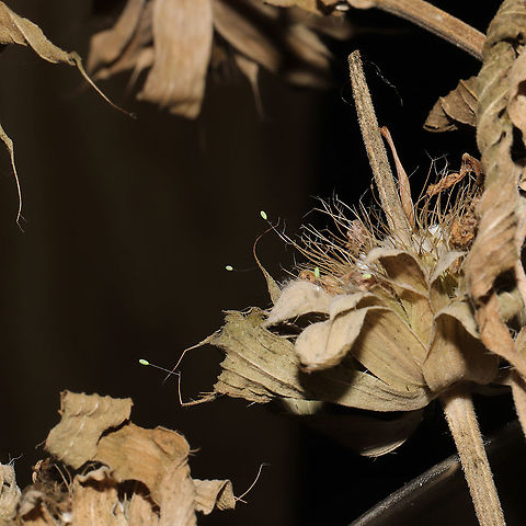 Green Lacewing Eggs (Family Chrysopidae) Dozens of these eggs were all over dried herbs from my garden (these were on Monarda citriodora).
https://www.jungledragon.com/image/117317/green_lacewing_egg_family_chrysopidae.html
https://www.jungledragon.com/image/117315/green_lacewing_eggs_family_chrysopidae.html Geotagged,Summer,United States