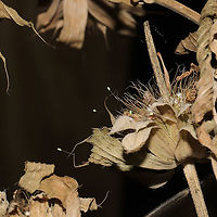 Green Lacewing Eggs (Family Chrysopidae) Dozens of these eggs were all over dried herbs from my garden (these were on Monarda citriodora).<br />
https://www.jungledragon.com/image/117317/green_lacewing_egg_family_chrysopidae.html<br />
https://www.jungledragon.com/image/117315/green_lacewing_eggs_family_chrysopidae.html Geotagged,Summer,United States
