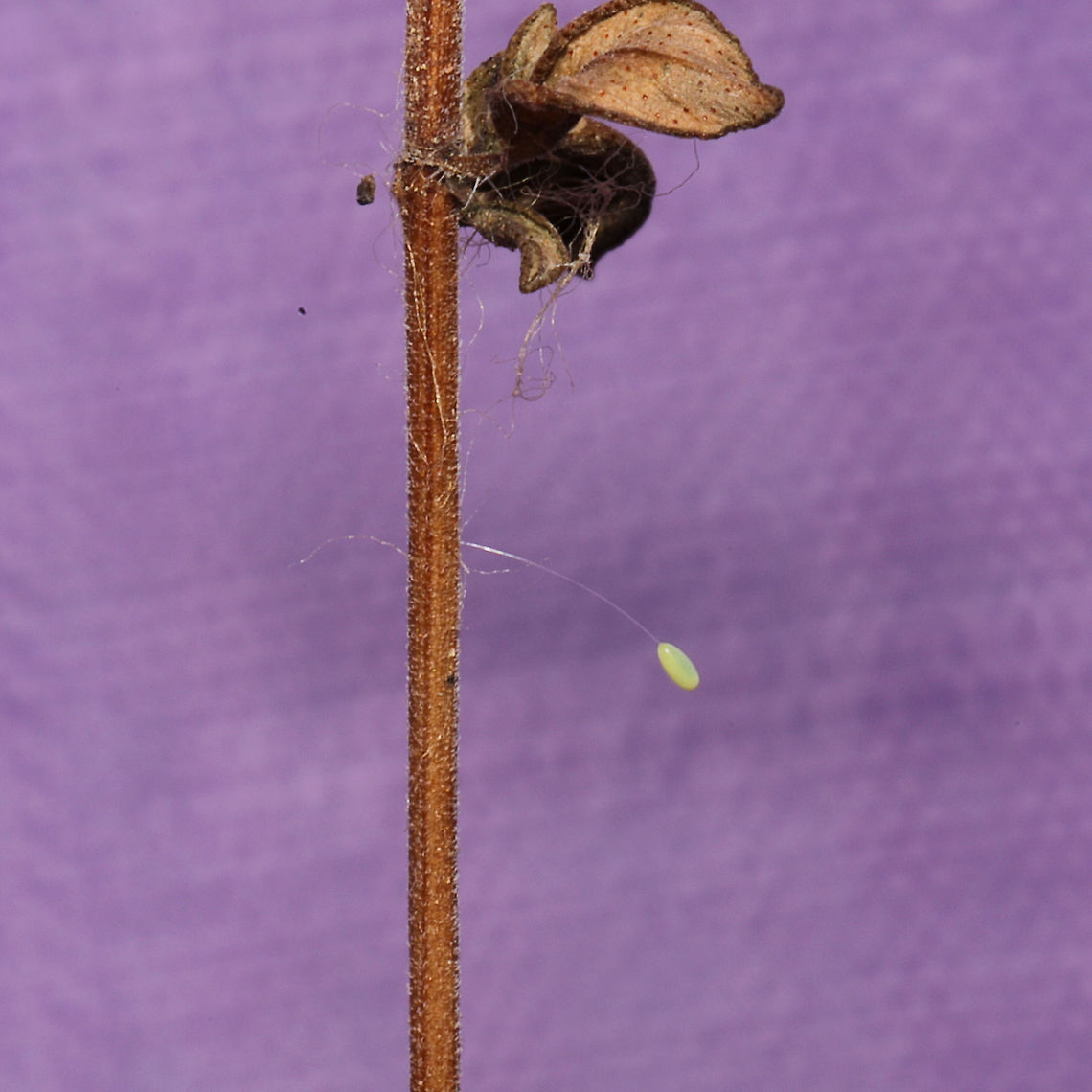 Green Lacewing Egg (Family Chrysopidae) Dozens of these eggs were all over dried herbs from my garden (these were on Monarda citriodora). <br />
<figure class="photo"><a href="https://www.jungledragon.com/image/117316/green_lacewing_eggs_family_chrysopidae.html" title="Green Lacewing Eggs (Family Chrysopidae)"><img src="https://s3.amazonaws.com/media.jungledragon.com/images/3231/117316_thumb.jpg?AWSAccessKeyId=05GMT0V3GWVNE7GGM1R2&Expires=1767225610&Signature=ZYskIA591KdEfFNeGpoeyZlzAIk%3D" width="200" height="200" alt="Green Lacewing Eggs (Family Chrysopidae) Dozens of these eggs were all over dried herbs from my garden (these were on Monarda citriodora).<br />
https://www.jungledragon.com/image/117317/green_lacewing_egg_family_chrysopidae.html<br />
https://www.jungledragon.com/image/117315/green_lacewing_eggs_family_chrysopidae.html Geotagged,Summer,United States" /></a></figure><br />
<figure class="photo"><a href="https://www.jungledragon.com/image/117315/green_lacewing_eggs_family_chrysopidae.html" title="Green Lacewing Eggs (Family Chrysopidae)"><img src="https://s3.amazonaws.com/media.jungledragon.com/images/3231/117315_thumb.jpg?AWSAccessKeyId=05GMT0V3GWVNE7GGM1R2&Expires=1767225610&Signature=vwyHU67lTWuU4x9MYvk%2BiJU8I3w%3D" width="200" height="134" alt="Green Lacewing Eggs (Family Chrysopidae) Dozens of these eggs were all over dried herbs from my garden (these were on Monarda citriodora).<br />
https://www.jungledragon.com/image/117317/green_lacewing_egg_family_chrysopidae.html<br />
https://www.jungledragon.com/image/117316/green_lacewing_eggs_family_chrysopidae.html Geotagged,Summer,United States" /></a></figure> Geotagged,Summer,United States