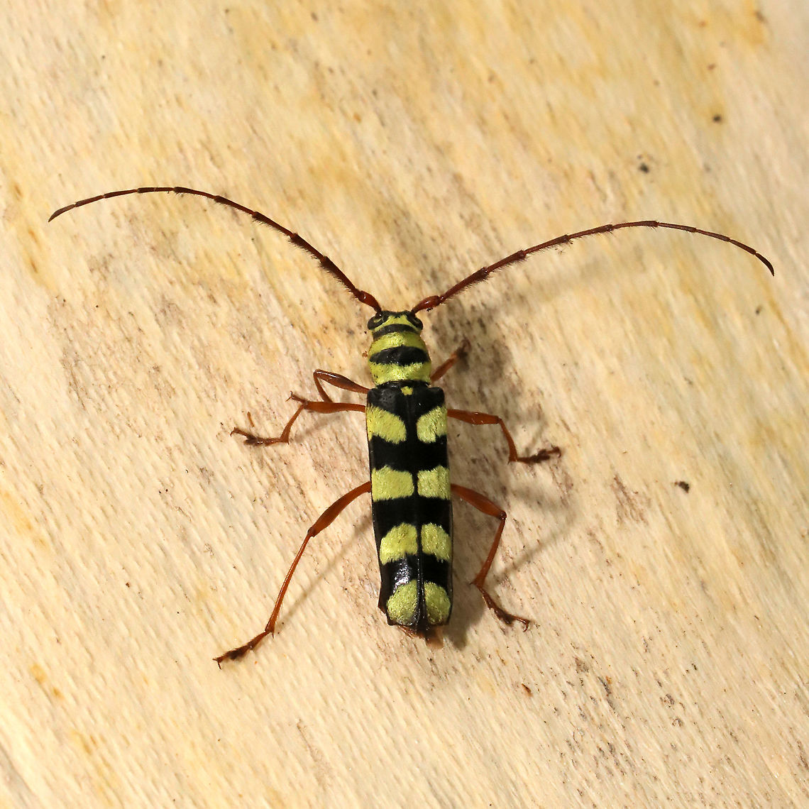 Six-banded Longhorn Beetle (Dryobius sexnotatus) On a dead sycamore near a seasonal stream/mixed forest.  Yet another RARE find for me! :O<br />
 Dryobius,Dryobius sexnotatus,Geotagged,Summer,United States