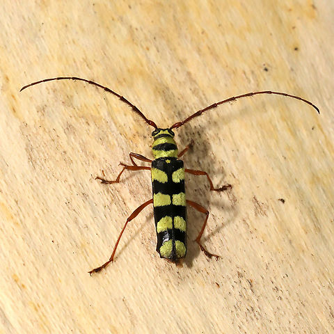 Six-banded Longhorn Beetle (Dryobius sexnotatus) On a dead sycamore near a seasonal stream/mixed forest.  Yet another RARE find for me! :O
 Dryobius,Dryobius sexnotatus,Geotagged,Summer,United States