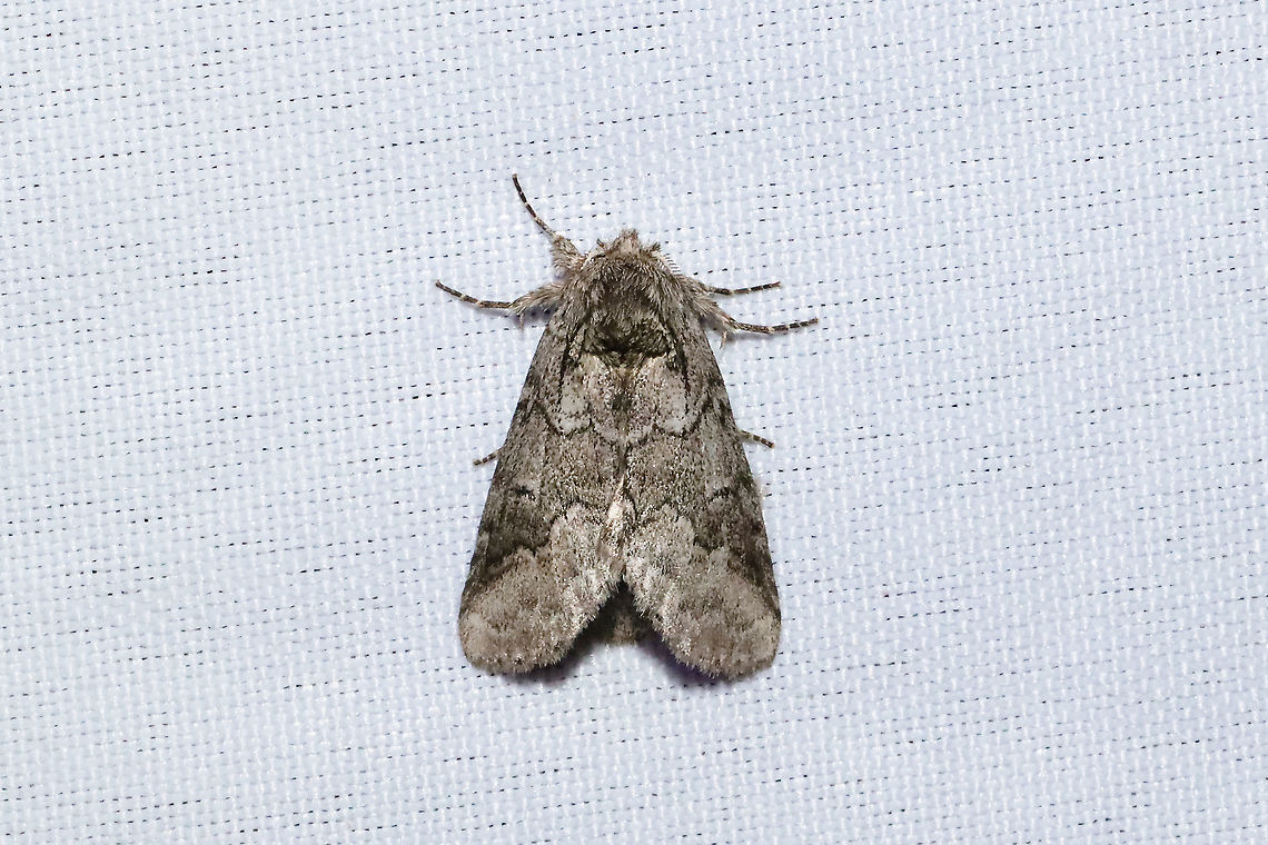 Double-lined Prominent (Lochmaeus bilineata) At a 365nm UV light setup at a mixed forest edge. Double-lined prominent moth,Geotagged,Lochmaeus bilineata,Summer,United States