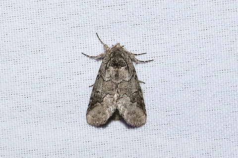 Double-lined Prominent (Lochmaeus bilineata) At a 365nm UV light setup at a mixed forest edge. Double-lined prominent moth,Geotagged,Lochmaeus bilineata,Summer,United States