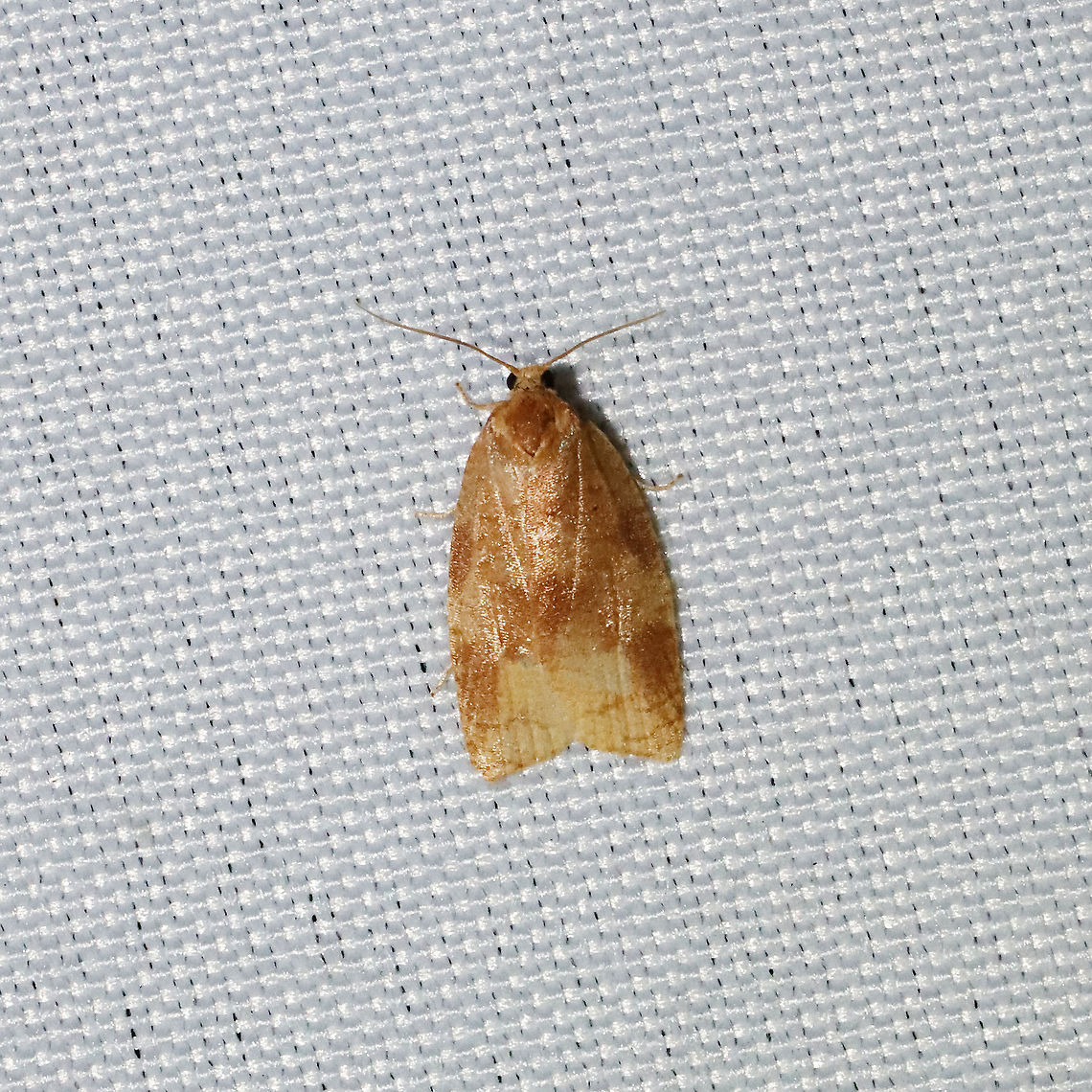 Unknown Tortricid Leafroller Moth Working on an ID. Feeling pretty tired today, so might be tomorrow!<br />
At a 365nm UV light setup at a mixed forest edge. Geotagged,Summer,United States