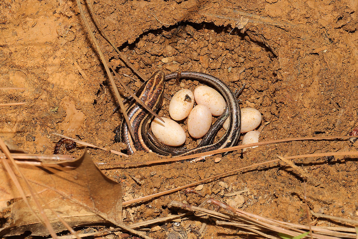 Common Five-lined Skink (Plestiodon fasciatus) - Mother Guarding Eggs My partner found this female skink nesting under some plywood at a disturbed edge of a mixed forest. The male ran away, but this brave mama would not leave her eggs. Common Five-lined Skink,Geotagged,Plestiodon fasciatus,Summer,United States