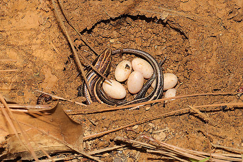 Common Five-lined Skink (Plestiodon fasciatus) - Mother Guarding Eggs My partner found this female skink nesting under some plywood at a disturbed edge of a mixed forest. The male ran away, but this brave mama would not leave her eggs. Common Five-lined Skink,Geotagged,Plestiodon fasciatus,Summer,United States