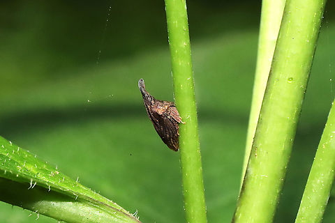 Widefooted Treehopper (Enchenopa latipes) On Silphium asteriscus at a mixed forest edge/valley. Enchenopa latipes,Geotagged,Summer,United States,Wide-footed Treehopper
