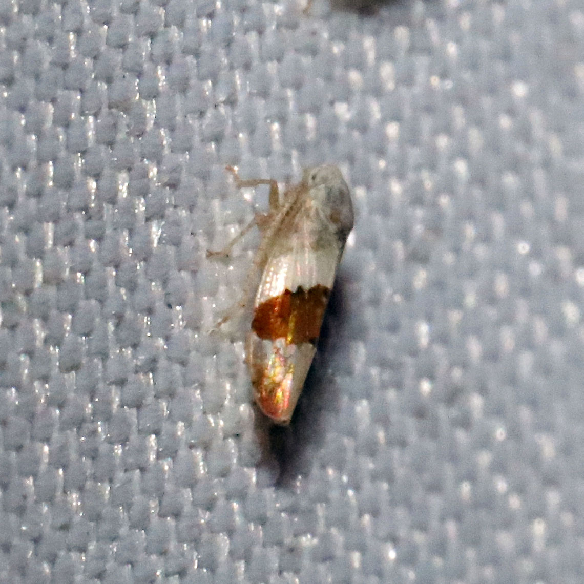 Norvellina seminuda At a 365nm UV light setup at a mixed forest edge.<br />
 Geotagged,Norvellina seminuda,Summer,United States