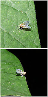 Bothriocera sp. At a mixed forest edge, near a seasonal stream.
 Geotagged,United States