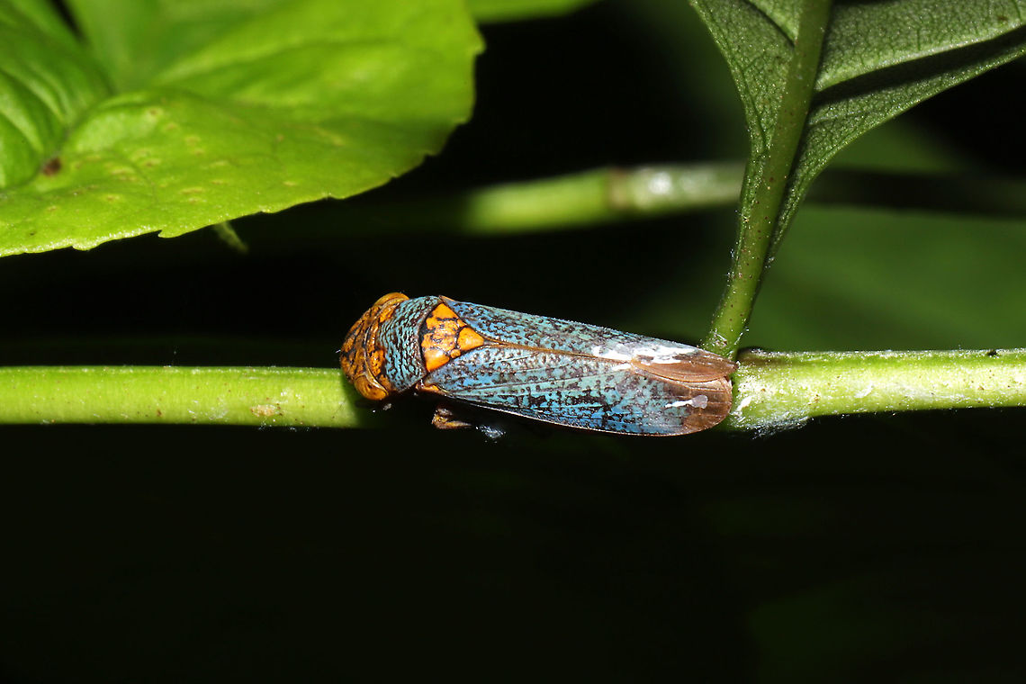 Broad-headed Sharpshooter (Oncometopia orbona) In a valley at a mixed forest edge. Definitely the largest hopper I have come across! Geotagged,Oncometopia orbona,Summer,United States