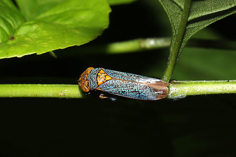 Broad-headed Sharpshooter (Oncometopia orbona) In a valley at a mixed forest edge. Definitely the largest hopper I have come across! Geotagged,Oncometopia orbona,Summer,United States