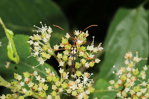 Yellow-horned Flower Longhorn Beetle (Strangalia luteicornis) In a valley at a mixed forest edge.
 Geotagged,Strangalia luteicornis,Summer,United States
