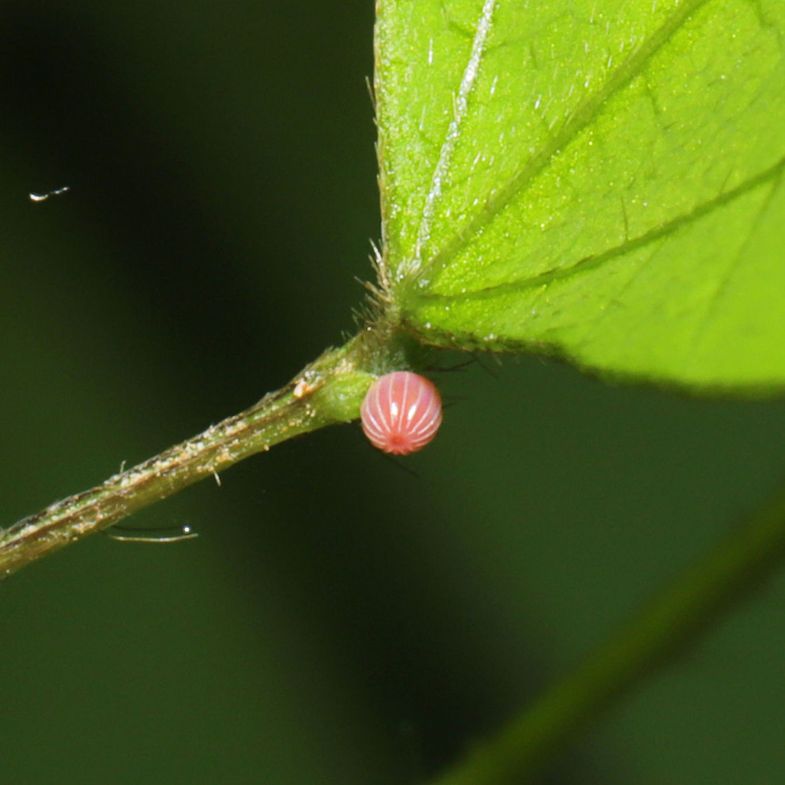Skipper Butterfly Egg (Family Hesperiidae)? I think this was on the base of a legume (possibly Amphicarpaea bracteata) at a mixed forest edge (in a valley). Geotagged,United States