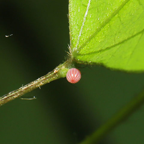 Skipper Butterfly Egg (Family Hesperiidae)? I think this was on the base of a legume (possibly Amphicarpaea bracteata) at a mixed forest edge (in a valley). Geotagged,United States