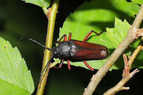 Sphenostethus taslei In a valley at a mixed forest edge. I had to get help with IDing this one. Turns out it is pretty rare. Only 20 observations on iNaturalist and a handful on BugGuide.
https://www.jungledragon.com/image/117598/sphenostethus_taslei.html
 Geotagged,Sphenostethus taslei,Summer,United States