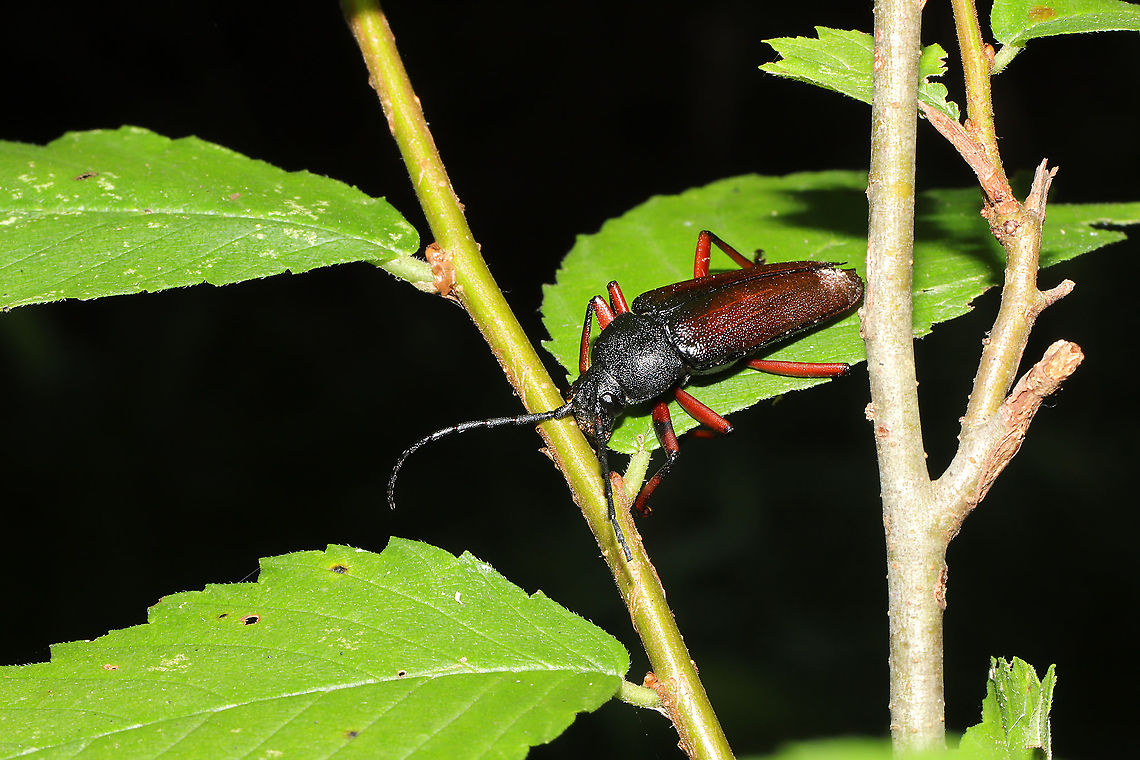 Sphenostethus taslei In a valley at a mixed forest edge. I had to get help with IDing this one. Turns out it is pretty rare. Only 20 observations on iNaturalist and a handful on BugGuide.<br />
<figure class="photo"><a href="https://www.jungledragon.com/image/117597/sphenostethus_taslei.html" title="Sphenostethus taslei"><img src="https://s3.amazonaws.com/media.jungledragon.com/images/3231/117597_thumb.jpg?AWSAccessKeyId=05GMT0V3GWVNE7GGM1R2&Expires=1759968010&Signature=6LTjW6BbqC3n8nzMgl0k1P0aen0%3D" width="200" height="134" alt="Sphenostethus taslei In a valley at a mixed forest edge. I had to get help with IDing this one. Turns out it is pretty rare. Only 20 observations on iNaturalist and a handful on BugGuide.<br />
https://www.jungledragon.com/image/117598/sphenostethus_taslei.html<br />
 Geotagged,Sphenostethus taslei,Summer,United States" /></a></figure> Geotagged,Sphenostethus taslei,Summer,United States