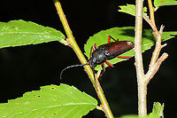 Sphenostethus taslei In a valley at a mixed forest edge. I had to get help with IDing this one. Turns out it is pretty rare. Only 20 observations on iNaturalist and a handful on BugGuide.<br />
https://www.jungledragon.com/image/117597/sphenostethus_taslei.html Geotagged,Sphenostethus taslei,Summer,United States