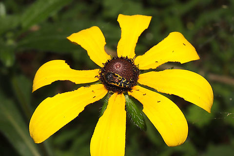 Acmaeodera pulchella At a mixed forest edge. Acmaeodera pulchella,Flat-headed bald cypress sapwood borer,Geotagged,Summer,United States
