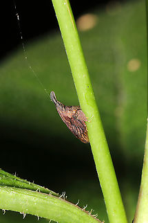 Widefooted Treehopper (Enchenopa latipes) On Silphium asteriscus at a mixed forest edge/valley.

Okay, this is a bit bizarre...but this guy hasn't really moved since I first saw it a few days ago. Either that, or it keeps returning to the same place.   Enchenopa latipes,Geotagged,Summer,United States,Wide-footed Treehopper
