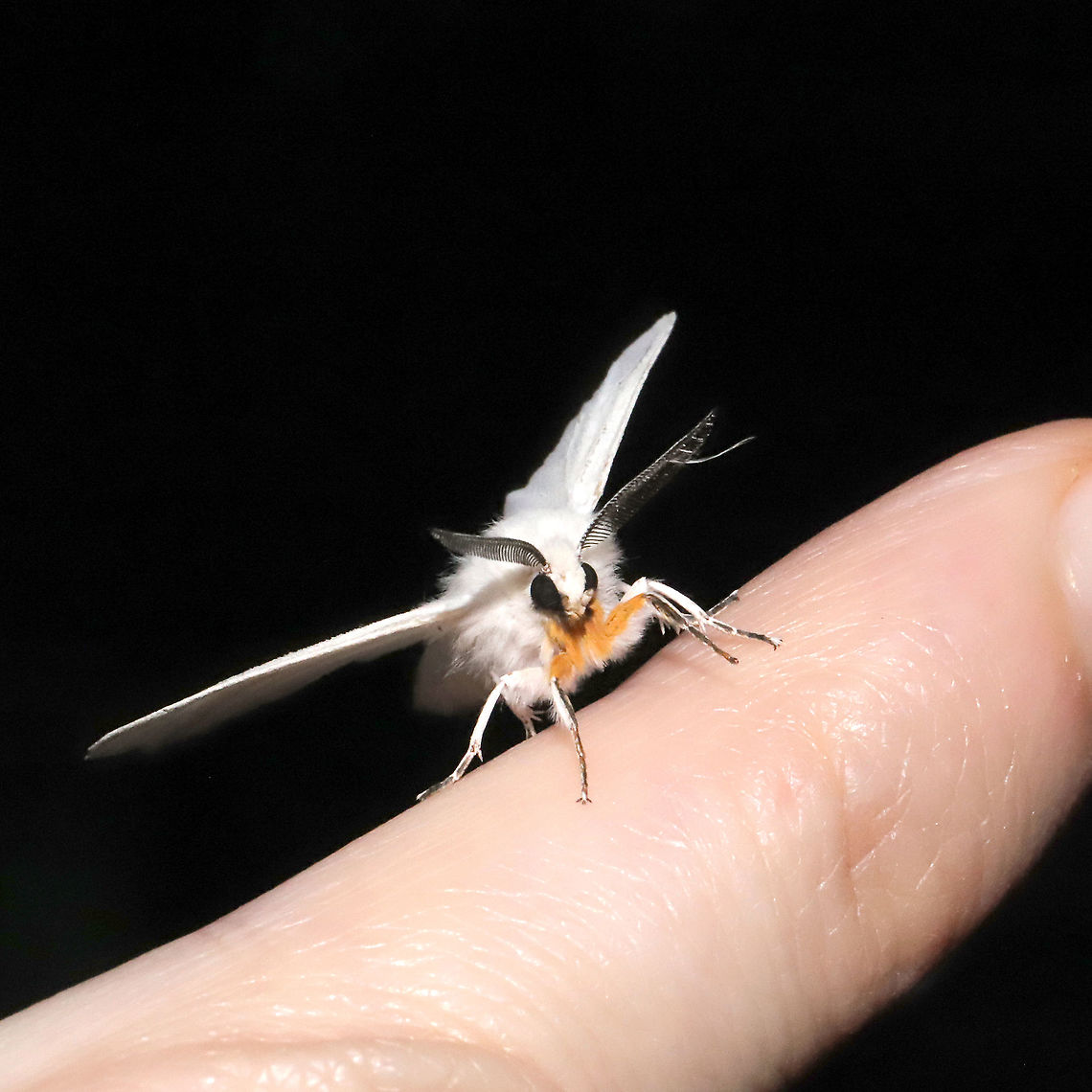 Agreeable Tiger Moth (Spilosoma congrua) At a 365nm UV light setup at a mixed forest edge.<br />
 Agreeable tiger moth,Geotagged,Spilosoma congrua,Summer,United States