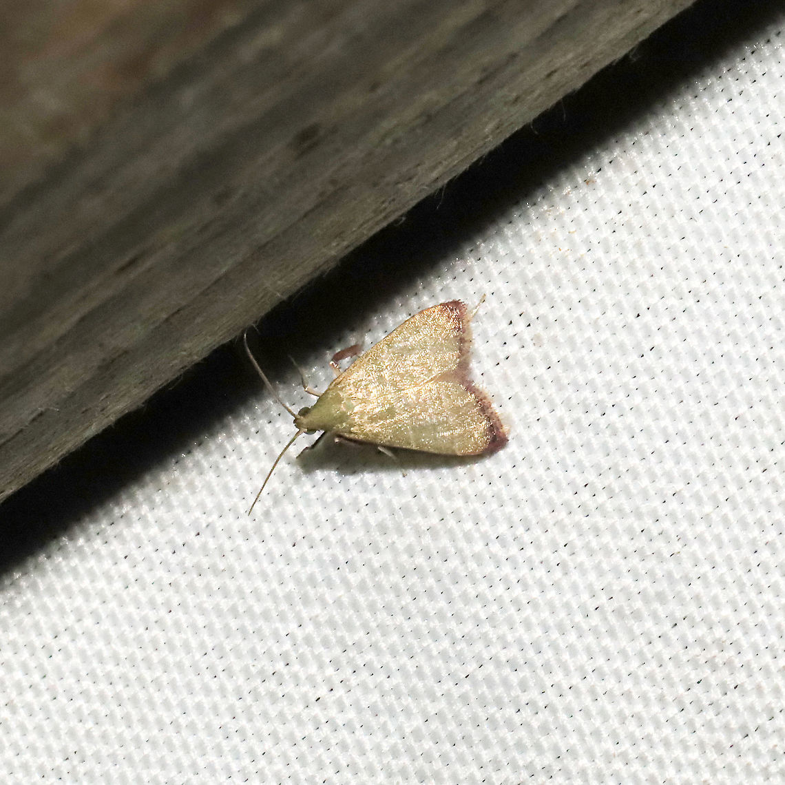 Olive Arta Moth (Arta olivalis) At a 365nm UV light setup at a mixed forest edge.<br />
<br />
Jason built me a better moth setup (with more exposure and mobility). I haven't really used it yet, but I turned on my light this morning just for testing purposes. This worn moth happened to show up before I shut my lights back off, and I was super surprised at finding it! Only a handful of observations (in Georgia) on both iNaturalist and BugGuide.<br />
 Arta olivalis,Geotagged,Summer,United States