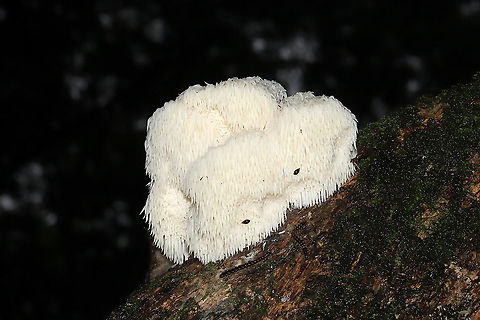 Lion's-mane Mushroom (Hericium erinaceus) Growing from a hardwood wound at a mixed forest edge. Geotagged,Hericium erinaceus,Lion's-mane Mushroom,Summer,United States