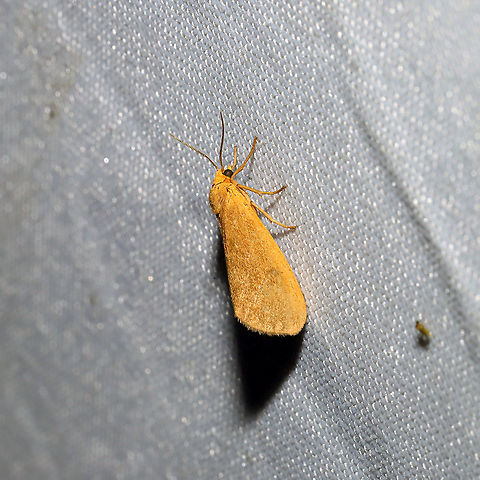 Orange Virbia Moth (Virbia aurantiaca)? At a 365nm UV light setup at a mixed forest edge.
 Geotagged,Orange holomelina,Summer,United States,Virbia aurantiaca