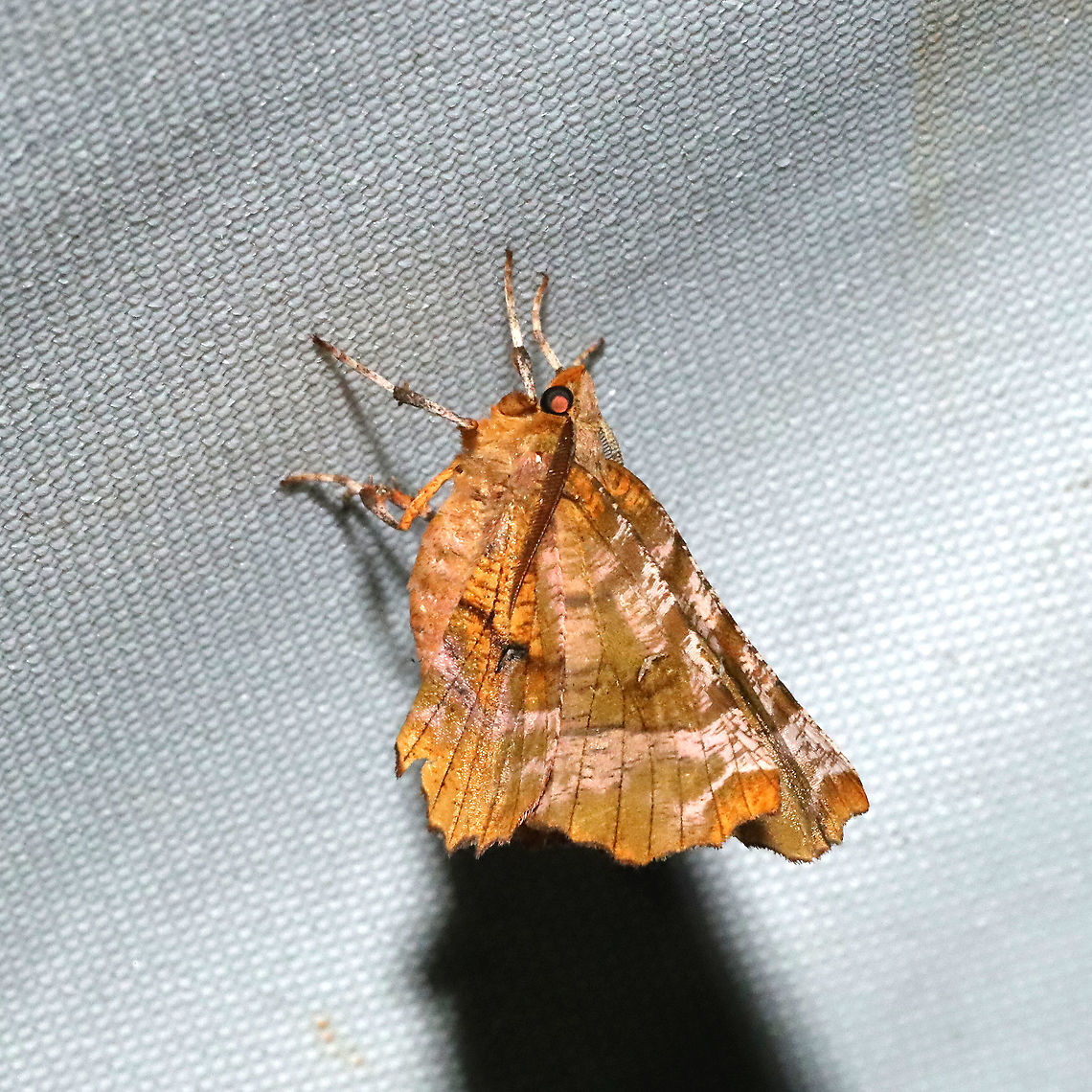 Selenia kentaria? At a UV light setup (365 and 395nm) at a mixed forest edge. Geotagged,Kent's thorn,Selenia kentaria,Summer,United States
