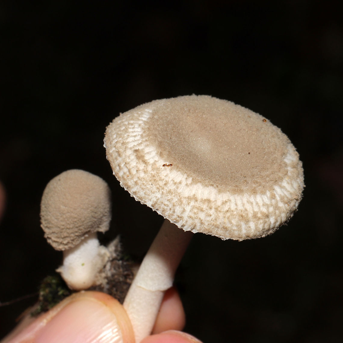 American Floury Amanita (Amanita farinosa) On a mossy ridgeside base (below a Mountain laurel stand) adjacent to a pond.<br />
<figure class="photo"><a href="https://www.jungledragon.com/image/117747/american_floury_amanita_amanita_farinosa.html" title="American Floury Amanita (Amanita farinosa)"><img src="https://s3.amazonaws.com/media.jungledragon.com/images/3231/117747_thumb.jpg?AWSAccessKeyId=05GMT0V3GWVNE7GGM1R2&Expires=1759968010&Signature=AP4efzsNj%2FPG%2BHzapam1039IaBY%3D" width="200" height="200" alt="American Floury Amanita (Amanita farinosa) On a mossy ridgeside base (below a Mountain laurel stand) adjacent to a pond. <br />
https://www.jungledragon.com/image/117746/american_floury_amanita_amanita_farinosa.html<br />
https://www.jungledragon.com/image/117745/american_floury_amanita_amanita_farinosa.html Amanita farinosa,Geotagged,Summer,United States" /></a></figure><br />
<figure class="photo"><a href="https://www.jungledragon.com/image/117746/american_floury_amanita_amanita_farinosa.html" title="American Floury Amanita (Amanita farinosa)"><img src="https://s3.amazonaws.com/media.jungledragon.com/images/3231/117746_thumb.jpg?AWSAccessKeyId=05GMT0V3GWVNE7GGM1R2&Expires=1759968010&Signature=CcCpXmphsdiamcRaDZzajNFppiI%3D" width="200" height="200" alt="American Floury Amanita (Amanita farinosa) On a mossy ridgeside base (below a Mountain laurel stand) adjacent to a pond.<br />
https://www.jungledragon.com/image/117747/american_floury_amanita_amanita_farinosa.html<br />
https://www.jungledragon.com/image/117745/american_floury_amanita_amanita_farinosa.html Amanita farinosa,Geotagged,Summer,United States" /></a></figure> Amanita farinosa,Geotagged,Summer,United States
