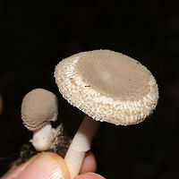 American Floury Amanita (Amanita farinosa) On a mossy ridgeside base (below a Mountain laurel stand) adjacent to a pond.<br />
https://www.jungledragon.com/image/117747/american_floury_amanita_amanita_farinosa.html<br />
https://www.jungledragon.com/image/117746/american_floury_amanita_amanita_farinosa.html Amanita farinosa,Geotagged,Summer,United States