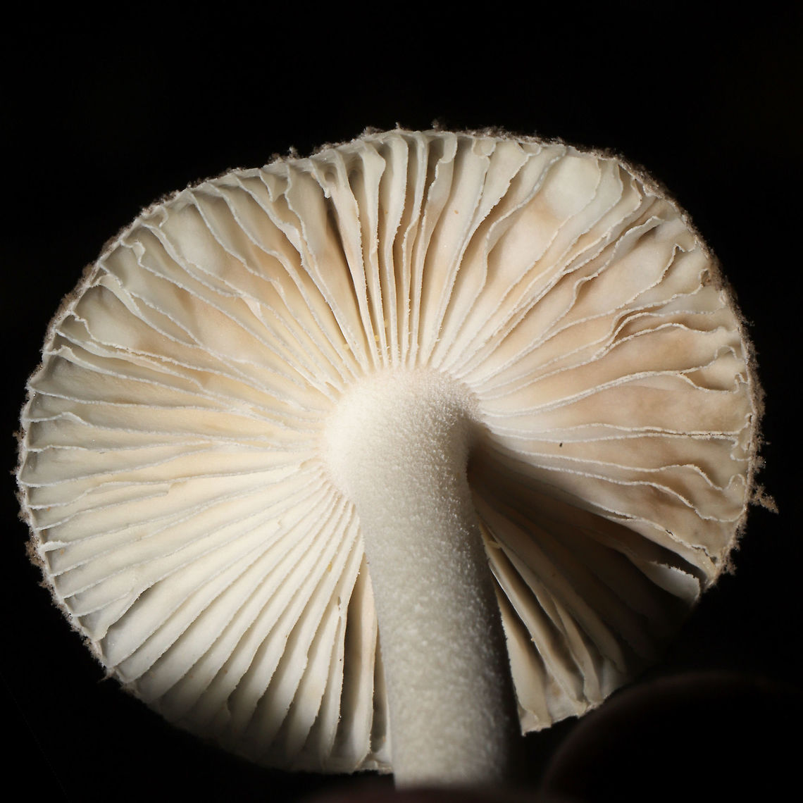 American Floury Amanita (Amanita farinosa) On a mossy ridgeside base (below a Mountain laurel stand) adjacent to a pond.<br />
<figure class="photo"><a href="https://www.jungledragon.com/image/117747/american_floury_amanita_amanita_farinosa.html" title="American Floury Amanita (Amanita farinosa)"><img src="https://s3.amazonaws.com/media.jungledragon.com/images/3231/117747_thumb.jpg?AWSAccessKeyId=05GMT0V3GWVNE7GGM1R2&Expires=1770854410&Signature=fFTD7XMhipCN7s8oCCRR9AW4jEw%3D" width="200" height="200" alt="American Floury Amanita (Amanita farinosa) On a mossy ridgeside base (below a Mountain laurel stand) adjacent to a pond. <br />
https://www.jungledragon.com/image/117746/american_floury_amanita_amanita_farinosa.html<br />
https://www.jungledragon.com/image/117745/american_floury_amanita_amanita_farinosa.html Amanita farinosa,Geotagged,Summer,United States" /></a></figure><br />
<figure class="photo"><a href="https://www.jungledragon.com/image/117745/american_floury_amanita_amanita_farinosa.html" title="American Floury Amanita (Amanita farinosa)"><img src="https://s3.amazonaws.com/media.jungledragon.com/images/3231/117745_thumb.jpg?AWSAccessKeyId=05GMT0V3GWVNE7GGM1R2&Expires=1770854410&Signature=je5jyKl4xYfh13Qftn%2F2fGzAeKg%3D" width="200" height="200" alt="American Floury Amanita (Amanita farinosa) On a mossy ridgeside base (below a Mountain laurel stand) adjacent to a pond.<br />
https://www.jungledragon.com/image/117747/american_floury_amanita_amanita_farinosa.html<br />
https://www.jungledragon.com/image/117746/american_floury_amanita_amanita_farinosa.html Amanita farinosa,Geotagged,Summer,United States" /></a></figure> Amanita farinosa,Geotagged,Summer,United States