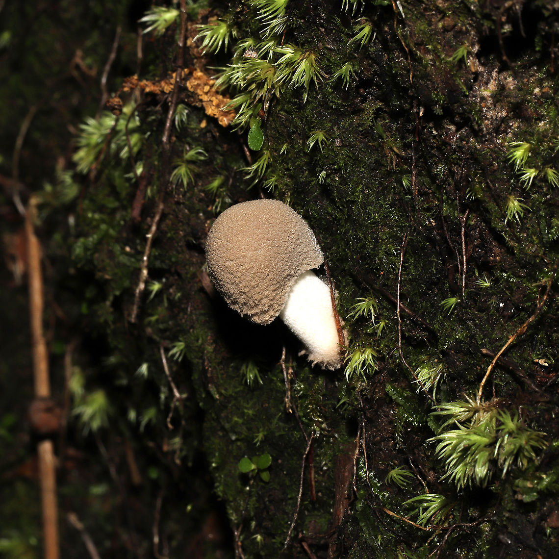 American Floury Amanita (Amanita farinosa) On a mossy ridgeside base (below a Mountain laurel stand) adjacent to a pond. <br />
<figure class="photo"><a href="https://www.jungledragon.com/image/117746/american_floury_amanita_amanita_farinosa.html" title="American Floury Amanita (Amanita farinosa)"><img src="https://s3.amazonaws.com/media.jungledragon.com/images/3231/117746_thumb.jpg?AWSAccessKeyId=05GMT0V3GWVNE7GGM1R2&Expires=1759968010&Signature=CcCpXmphsdiamcRaDZzajNFppiI%3D" width="200" height="200" alt="American Floury Amanita (Amanita farinosa) On a mossy ridgeside base (below a Mountain laurel stand) adjacent to a pond.<br />
https://www.jungledragon.com/image/117747/american_floury_amanita_amanita_farinosa.html<br />
https://www.jungledragon.com/image/117745/american_floury_amanita_amanita_farinosa.html Amanita farinosa,Geotagged,Summer,United States" /></a></figure><br />
<figure class="photo"><a href="https://www.jungledragon.com/image/117745/american_floury_amanita_amanita_farinosa.html" title="American Floury Amanita (Amanita farinosa)"><img src="https://s3.amazonaws.com/media.jungledragon.com/images/3231/117745_thumb.jpg?AWSAccessKeyId=05GMT0V3GWVNE7GGM1R2&Expires=1759968010&Signature=6fqJUBlOxD%2BpWMaOqby%2BbtKyupY%3D" width="200" height="200" alt="American Floury Amanita (Amanita farinosa) On a mossy ridgeside base (below a Mountain laurel stand) adjacent to a pond.<br />
https://www.jungledragon.com/image/117747/american_floury_amanita_amanita_farinosa.html<br />
https://www.jungledragon.com/image/117746/american_floury_amanita_amanita_farinosa.html Amanita farinosa,Geotagged,Summer,United States" /></a></figure> Amanita farinosa,Geotagged,Summer,United States