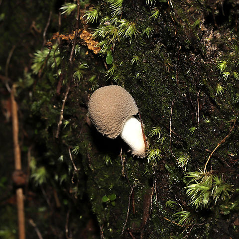 American Floury Amanita (Amanita farinosa) On a mossy ridgeside base (below a Mountain laurel stand) adjacent to a pond. 
https://www.jungledragon.com/image/117746/american_floury_amanita_amanita_farinosa.html
https://www.jungledragon.com/image/117745/american_floury_amanita_amanita_farinosa.html Amanita farinosa,Geotagged,Summer,United States