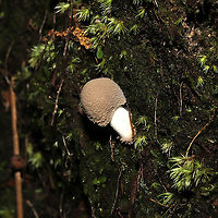 American Floury Amanita (Amanita farinosa) On a mossy ridgeside base (below a Mountain laurel stand) adjacent to a pond. <br />
https://www.jungledragon.com/image/117746/american_floury_amanita_amanita_farinosa.html<br />
https://www.jungledragon.com/image/117745/american_floury_amanita_amanita_farinosa.html Amanita farinosa,Geotagged,Summer,United States
