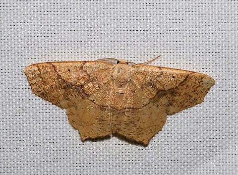 Oak Besma Moth (Besma quercivoraria) At a 365 + 395nm UV light setup at a mixed forest edge.
 Besma quercivoraria,Geotagged,Oak besma,Summer,United States