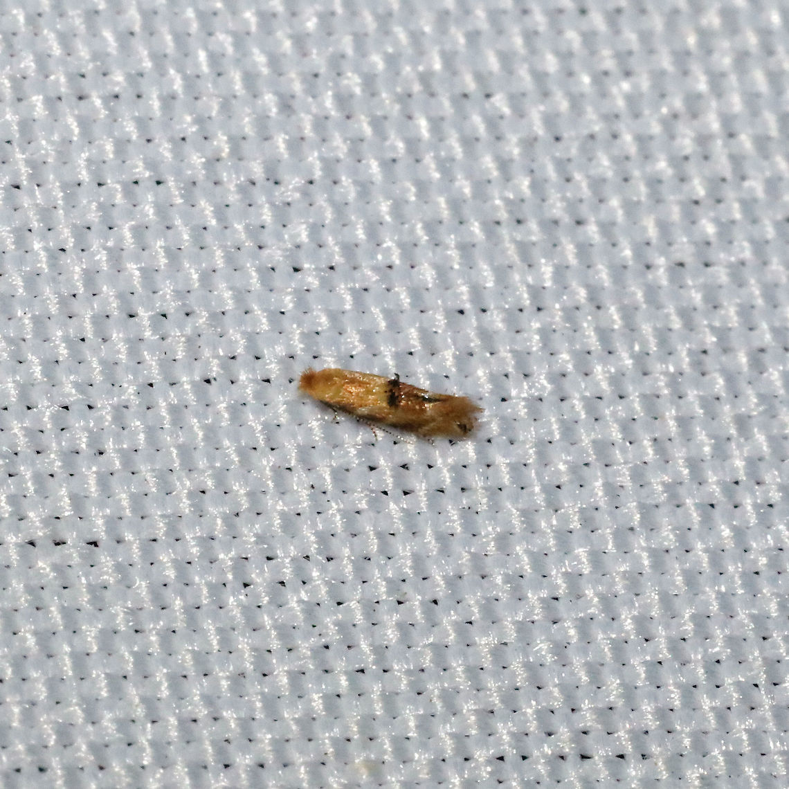 Crowned Bucculatrix Moth (Bucculatrix coronatella) At a 365 + 395nm UV light setup at a mixed forest edge.<br />
 Bucculatrix coronatella,Crowned Bucculatrix,Geotagged,Summer,United States