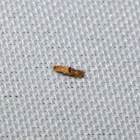 Crowned Bucculatrix Moth (Bucculatrix coronatella) At a 365 + 395nm UV light setup at a mixed forest edge.
 Bucculatrix coronatella,Crowned Bucculatrix,Geotagged,Summer,United States