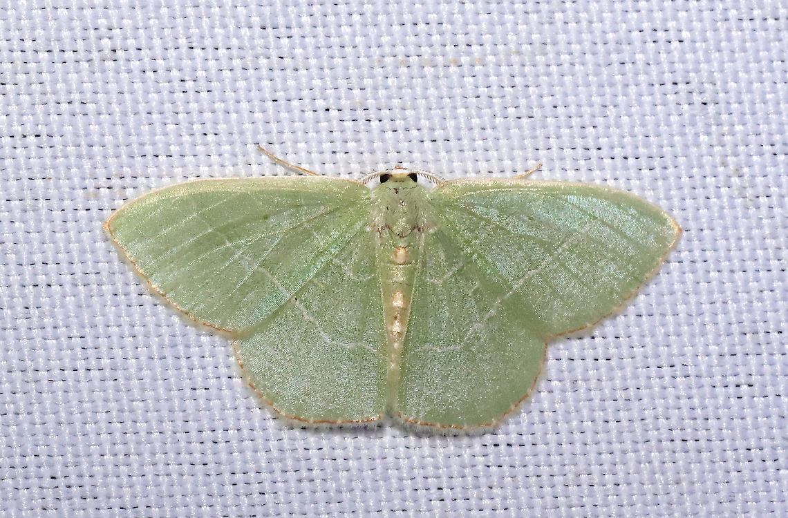 Red-fringed Emerald (Nemoria bistriaria) At a 365 + 395nm UV light setup at a mixed forest edge.<br />
 Nemoria bistriaria,Red-fringed emerald