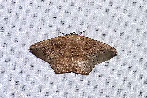 Large Maple Spanworm Moth (Prochoerodes lineola)  At a 365 + 395nm UV light setup at a mixed forest edge. Geotagged,Large maple spanworm,Prochoerodes lineola,Summer,United States