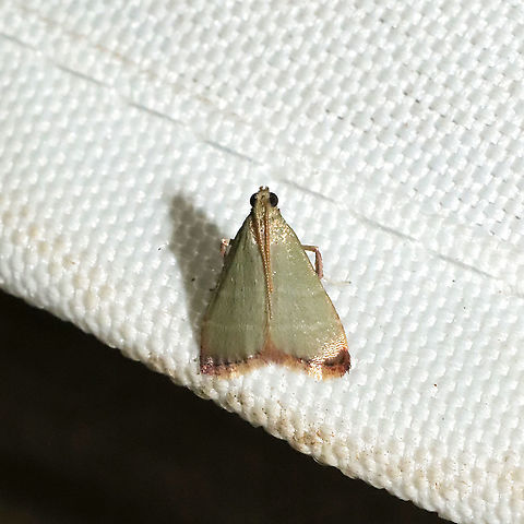 Olive Arta Moth (Arta olivalis)  At a 365 + 395nm UV light setup at a mixed forest edge. Arta olivalis,Geotagged,Olive Arta Moth,Summer,United States