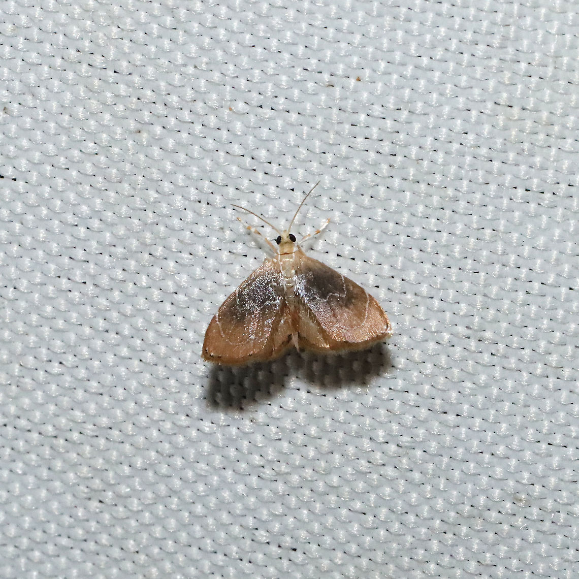 Glaphyria peremptalis At a 365 + 395nm UV light setup at a mixed forest edge.<br />
 Geotagged,Glaphyria cappsi,Glaphyria peremptalis,Summer,United States