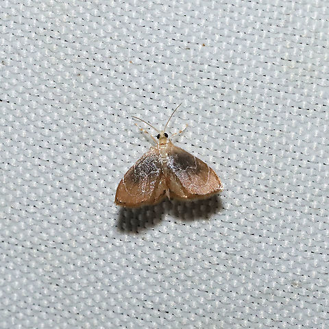 Glaphyria peremptalis At a 365 + 395nm UV light setup at a mixed forest edge.
 Geotagged,Glaphyria cappsi,Glaphyria peremptalis,Summer,United States