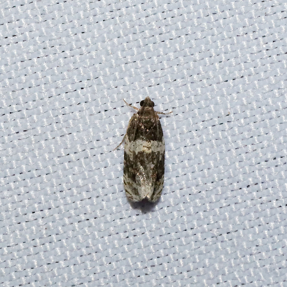 Banded Olethreutes Moth (Olethreutes fasciatana)  At a 365 + 395nm UV light setup at a mixed forest edge. Banded Olethreutes,Geotagged,Olethreutes fasciatana,Summer,United States