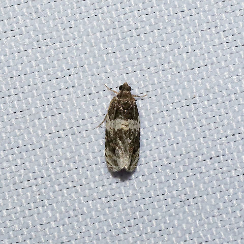 Banded Olethreutes Moth (Olethreutes fasciatana)  At a 365 + 395nm UV light setup at a mixed forest edge. Banded Olethreutes,Geotagged,Olethreutes fasciatana,Summer,United States