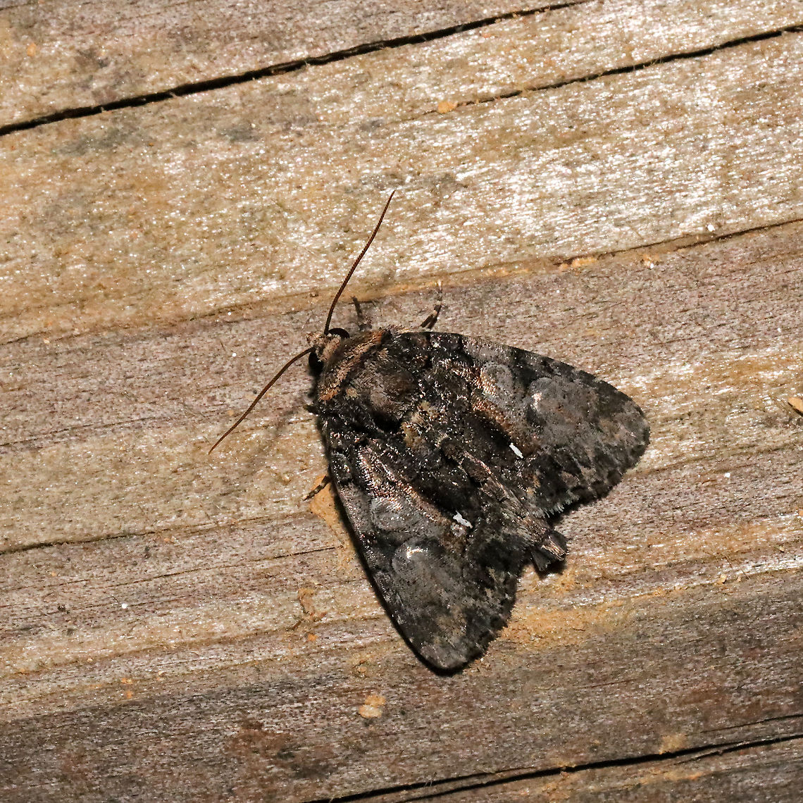 Cloaked Marvel (Chytonix palliatricula)  At a 365 + 395nm UV light setup at a mixed forest edge. Chytonix palliatricula,Cloaked Marvel Moth,Geotagged,Summer,United States