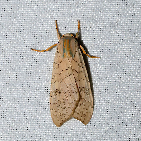 Halysidota sp.  At a 365 + 395nm UV light setup at a mixed forest edge.  Geotagged,Summer,United States