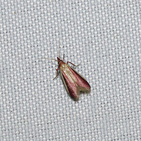Carmine Snout (Peoria approximella) At a 365 + 395nm UV light setup at a mixed forest edge.
 Carmine snout moth,Geotagged,Peoria approximella,Summer,United States