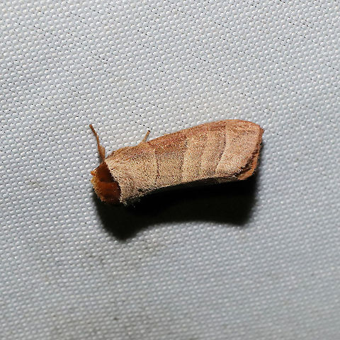 Walnut Caterpillar Moth (Datana integerrima) At a 365 + 395nm UV light setup at a mixed forest edge. Datana integerrima,Geotagged,Summer,United States,Walnut Caterpillar Moth